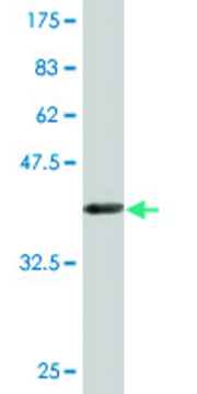 Monoclonal Anti-FANCB, (C-terminal) antibody produced in mouse clone 2B10, purified immunoglobulin, buffered aqueous solution