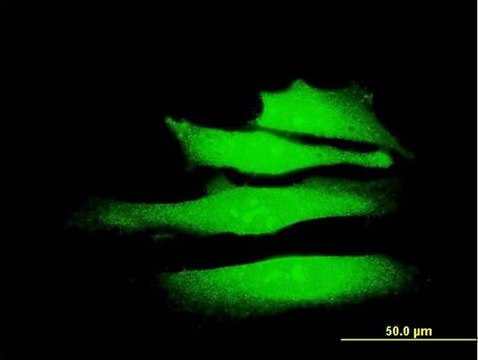 Monoclonal Anti-SMARCA2 antibody produced in mouse clone 2D12, purified immunoglobulin, buffered aqueous solution