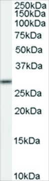 Anti-MPG antibody produced in goat affinity isolated antibody, buffered aqueous solution