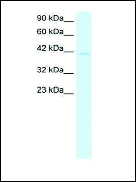 Anti-CEBPA antibody produced in rabbit affinity isolated antibody