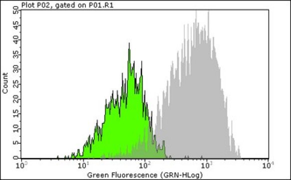 Milli-Mark&#174; Anti-BrdU Antibody, clone BU-1 Alexa Fluor&#8482; 488 conjugated clone Bu-1, Milli-Mark&#174;, from mouse