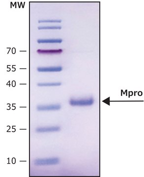 Mpro, 3CL蛋白酶，来自SARS-COV-2冠状病毒 recombinant protein, lyophilized product