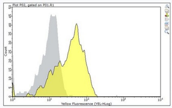 Anti-CD6 Antibody, clone 34-3 clone 34-3, from rat