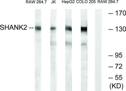 Anti-SHANK2 antibody produced in rabbit affinity isolated antibody