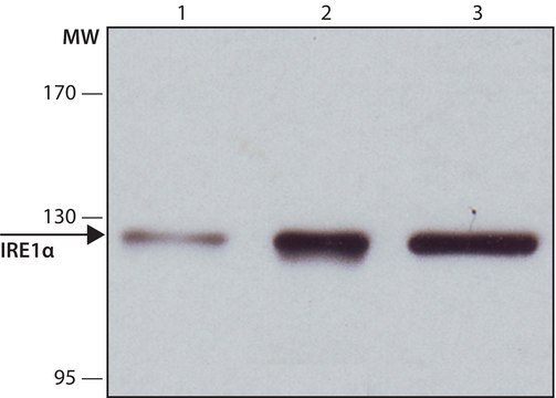 Anti-IRE1&#945; antibody produced in rabbit ~1&#160;mg/mL, affinity isolated antibody, buffered aqueous solution