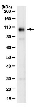 Anti-Furin Antibody, clone 16B1.1 clone 16B1.1, from mouse