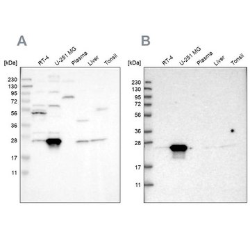 Anti-BAG2 antibody produced in rabbit Prestige Antibodies&#174; Powered by Atlas Antibodies, affinity isolated antibody, buffered aqueous glycerol solution