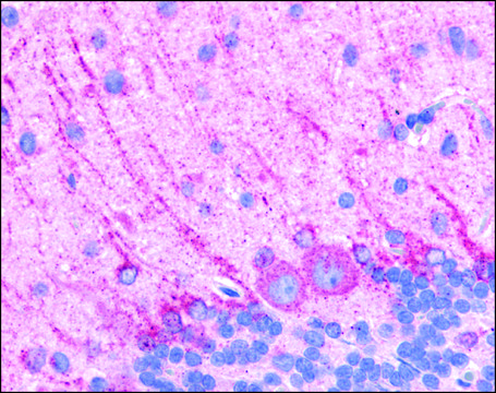 Anti-DRD5 / DOPAMINE antibody produced in rabbit affinity isolated antibody