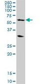Anti-POLR3C antibody produced in mouse purified immunoglobulin, buffered aqueous solution