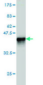 Monoclonal Anti-SH3BP2 antibody produced in mouse clone 1E9, purified immunoglobulin, buffered aqueous solution