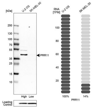 Anti-PRR11 antibody produced in rabbit Prestige Antibodies&#174; Powered by Atlas Antibodies, affinity isolated antibody, buffered aqueous glycerol solution