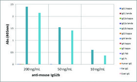 Anti-Mouse IgG2b antibody, Rabbit monoclonal recombinant, expressed in HEK 293 cells, clone RM108, purified immunoglobulin