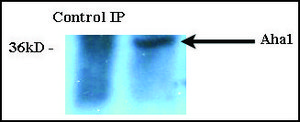 Monoclonal Anti-AHSA1 antibody produced in mouse clone 25F2.D9, 1 mg/mL, purified immunoglobulin