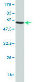 Monoclonal Anti-PLSCR3 antibody produced in mouse clone 2C8, purified immunoglobulin, buffered aqueous solution