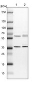 Anti-PEX19 antibody produced in rabbit Prestige Antibodies® Powered by Atlas Antibodies, affinity isolated antibody, buffered aqueous glycerol solution