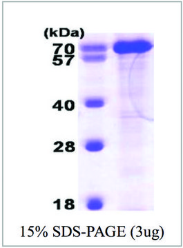 PPIL4 human recombinant, expressed in E. coli, &#8805;85% (SDS-PAGE)