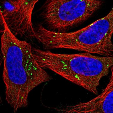 Anti-PLPP5 antibody produced in rabbit Prestige Antibodies&#174; Powered by Atlas Antibodies, affinity isolated antibody