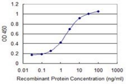 Monoclonal Anti-CKMT1B, (C-terminal) antibody produced in mouse clone 2C9, purified immunoglobulin, buffered aqueous solution