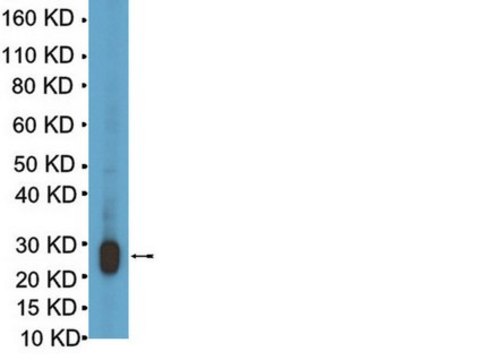 Anti-Lin28 Antibody serum, from rabbit