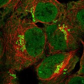Anti-PLPPR3 antibody produced in rabbit Prestige Antibodies® Powered by Atlas Antibodies, affinity isolated antibody, buffered aqueous glycerol solution