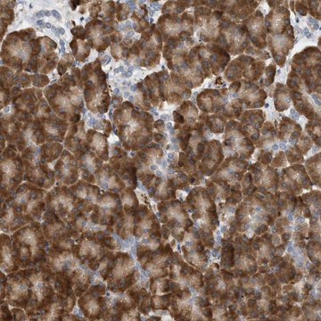 Anti-SVOP antibody produced in rabbit Prestige Antibodies&#174; Powered by Atlas Antibodies, affinity isolated antibody, buffered aqueous glycerol solution