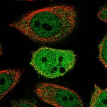 Anti-ZWINT antibody produced in rabbit Prestige Antibodies&#174; Powered by Atlas Antibodies, affinity isolated antibody, buffered aqueous glycerol solution, ab1