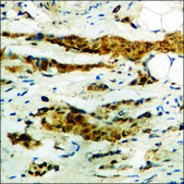 Anti-phospho-Tau (pThr231) antibody produced in rabbit affinity isolated antibody