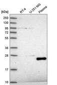 Anti-TAF11 antibody produced in rabbit Prestige Antibodies® Powered by Atlas Antibodies, affinity isolated antibody