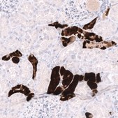 Monoclonal Anti-PVALB antibody produced in mouse Prestige Antibodies® Powered by Atlas Antibodies, clone CL15072, purified antibody (Protein A)