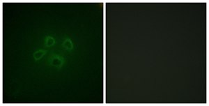 Anti-GRB10 antibody produced in rabbit affinity isolated antibody