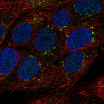 Anti-Tmprss11E Antibody Produced In Rabbit Prestige Antibodies® Powered by Atlas Antibodies, affinity isolated antibody, buffered aqueous glycerol solution