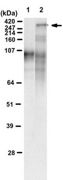 Anti-polyQ specific Antibody, clone MW1 clone MW1, from mouse