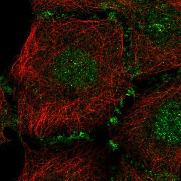 Anti-PLEKHA7 antibody produced in rabbit Prestige Antibodies&#174; Powered by Atlas Antibodies, affinity isolated antibody