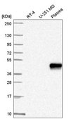 Anti-ZNF672 antibody produced in rabbit Prestige Antibodies® Powered by Atlas Antibodies, affinity isolated antibody