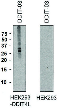 Monoclonal Anti-DDIT4L antibody produced in mouse clone DDIT-03