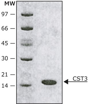 SILu&#8482;Lite CST3, Cystatin C human recombinant, expressed in E. coli, MS Protein Standard