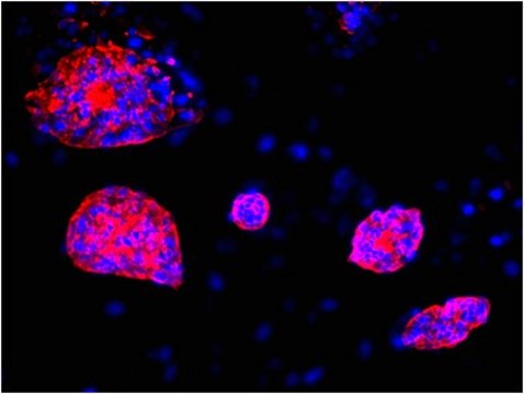 Anti-SSEA1 Antibody, clone MC-480, Cy3 conjugate clone MC-480, from mouse, CY3 conjugate