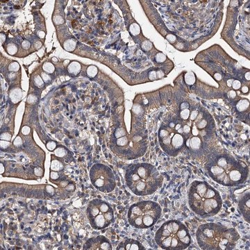 Anti-SLC46A3 antibody produced in rabbit Prestige Antibodies&#174; Powered by Atlas Antibodies, affinity isolated antibody, buffered aqueous glycerol solution