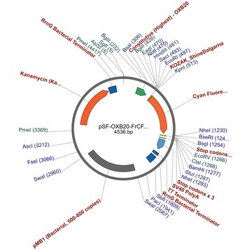 PSF-OXB20-FRCFP - CONSTITUTIVE BACTERIAL PROMOTER CFP PLASMID plasmid vector for molecular cloning