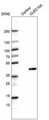Monoclonal Anti-CLEC10A antibody produced in mouse Prestige Antibodies® Powered by Atlas Antibodies, clone CL15523, purified antibody (Protein A)