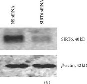 Anti-Sirt6 (C-terminal) 兔抗 ~1 mg/mL, affinity isolated antibody, buffered aqueous solution