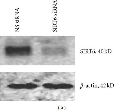 Anti-Sirt6 (C-terminal) 兔抗 ~1&#160;mg/mL, affinity isolated antibody, buffered aqueous solution