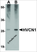 Anti-HVCN1 antibody produced in rabbit affinity isolated antibody, buffered aqueous solution