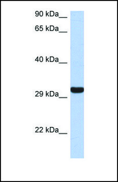 Anti-GZMK antibody produced in rabbit affinity isolated antibody