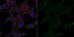Anti-Dynein Antibody, IC, cytosolic, clone 74.1, Alexa Fluor™ 488 Conjugate clone 74.1, from mouse, ALEXA FLUOR™ 488