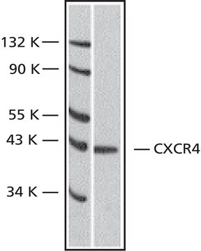 Anti-CXCR4 (Fusin) (182-196) antibody produced in rabbit IgG fraction of antiserum, buffered aqueous solution