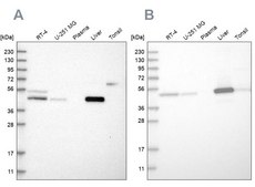 Anti-PCYT2 antibody produced in rabbit Prestige Antibodies® Powered by Atlas Antibodies, affinity isolated antibody, buffered aqueous glycerol solution, Ab1