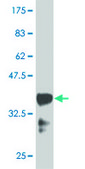 Monoclonal Anti-HOXB9 antibody produced in mouse clone 3C8, purified immunoglobulin, buffered aqueous solution