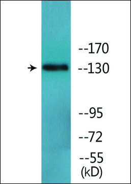 Anti-phospho-IRS-1 (pTyr896) antibody produced in rabbit affinity isolated antibody