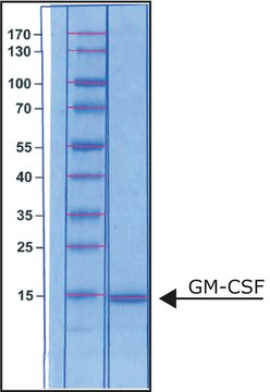 Granulocyte-Macrophage Colony-Stimulating Factor human GM-CSF, recombinant, expressed in E. coli, suitable for cell culture